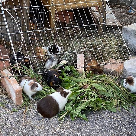 A La Maladiere Neuchatel Ngoại thất bức ảnh